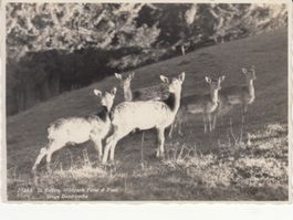 St. Gallen Wildpark Peter & Paul 1942