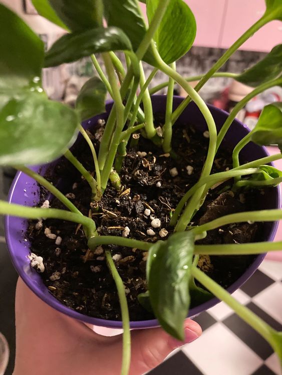 Rare pothos Shangri la ( sleeping pothos) Kaufen auf Ricardo