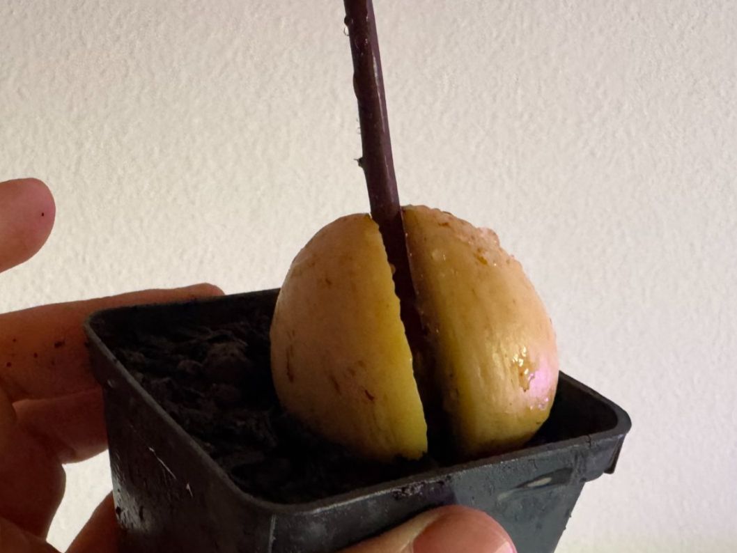 Piante & sementi: Avocado Baum – Usato da Schlieren venduto da Edgar_k 5