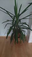 Zimmerpflanze Yucca-Palme (Riesen-Palmlilie)