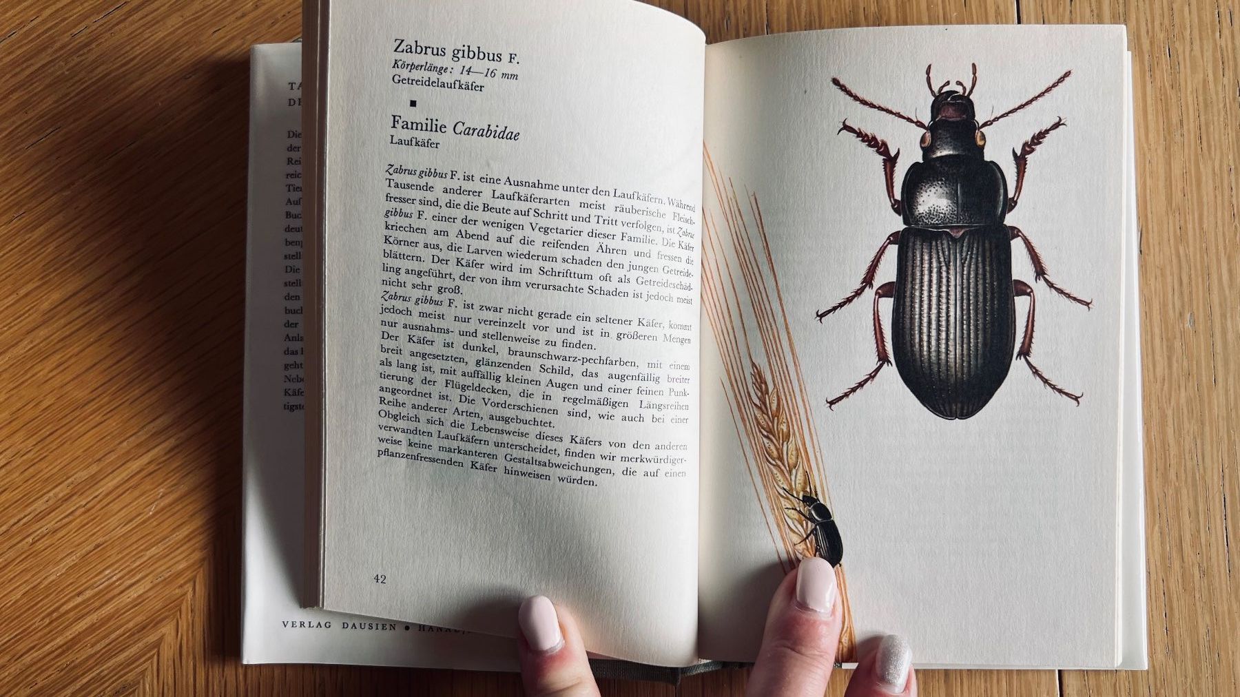 Libri: Taschenatlas der Käfer von Dausien, 1978 – Usato da Schübelbach venduto da Dolly990_2 3
