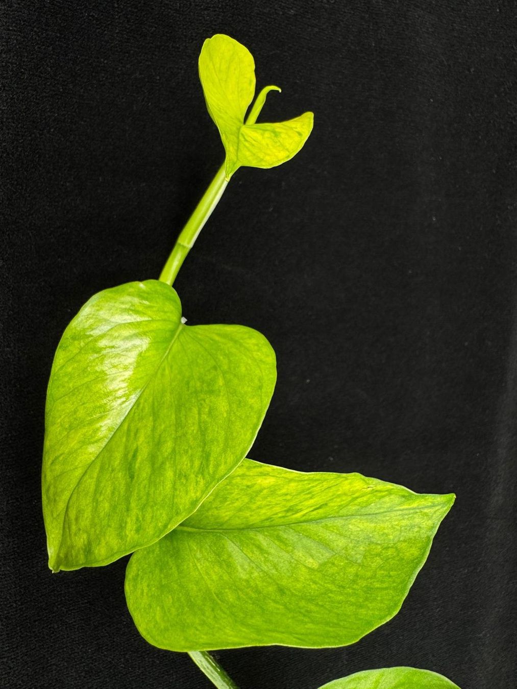 Piante & sementi: Epipremnum aureum 'Teruno Himiko' – Nuovo (secondo la descrizione) da Bühler venduto da googelibear 5