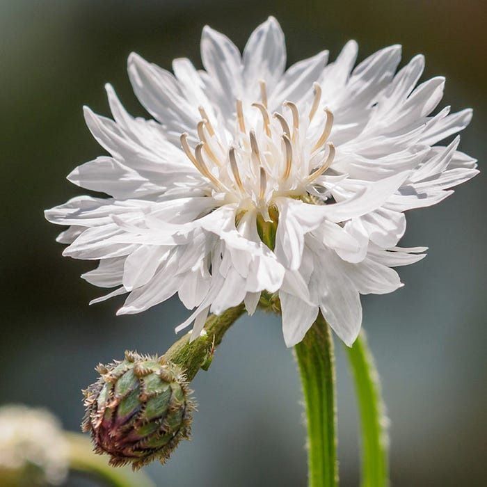 Pflanzen & Samen: 300 Samen Kornblume weiss – Neu (gemäss Beschreibung) aus Ehrendingen von VerveinaSamen 2