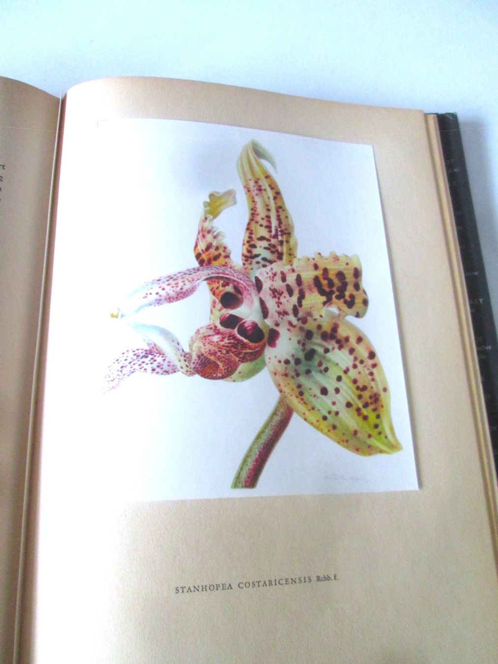 Livres: Orchideen – D'occasion à Sementina par babucia 2