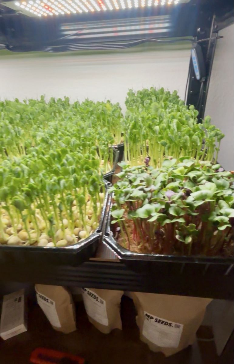 Pflanzen & Samen: Keimlinge/Microgreens Grenchen – Neu (gemäss Beschreibung) aus Grenchen von mar_hhk8 4