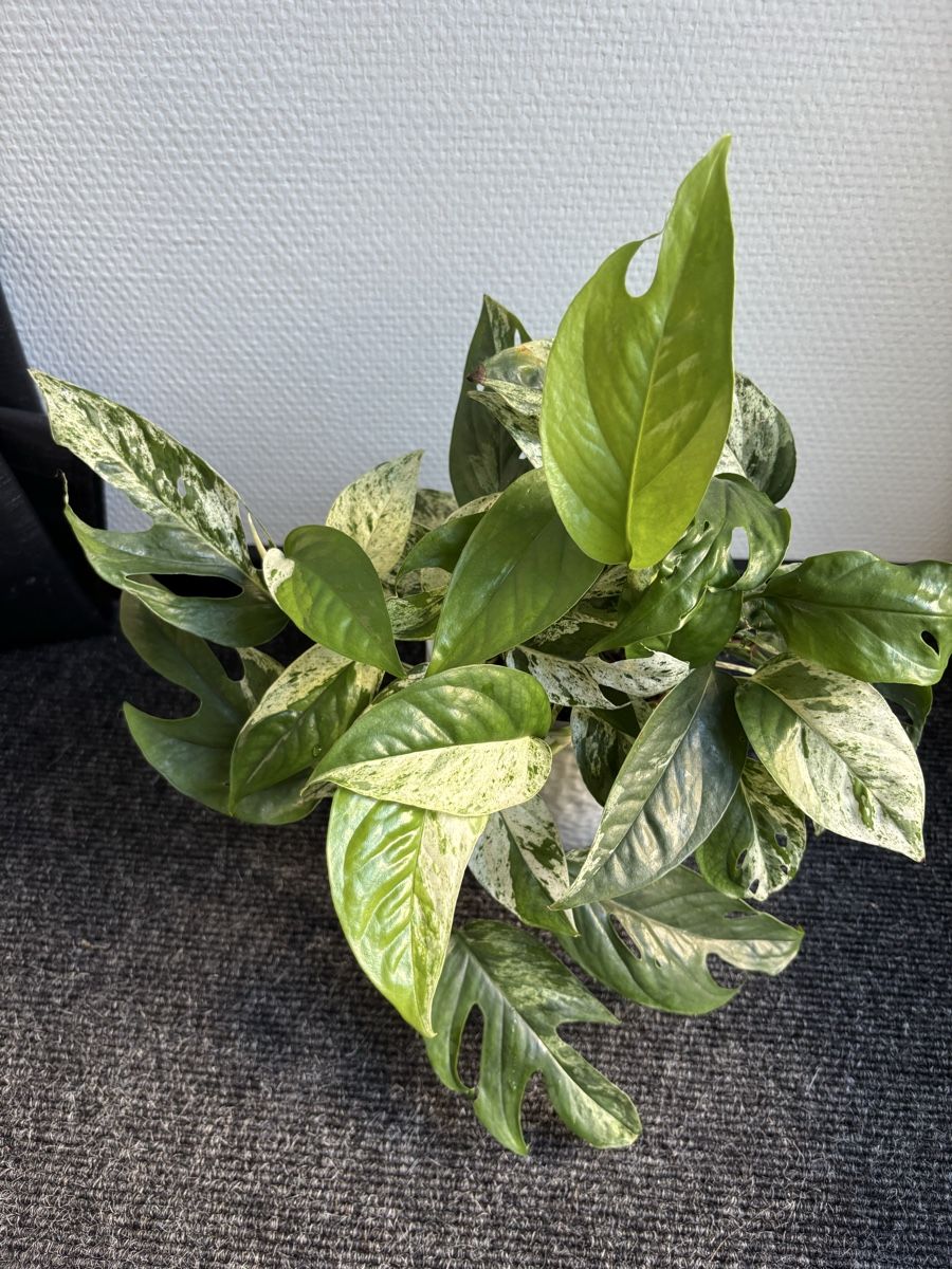 Plantes & graines: Epipremnum Pinnatum Marble, Marble Pothos – D'occasion à Alpnach Dorf par lisa_plants