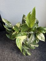 Epipremnum Pinnatum Marble, Marble Pothos