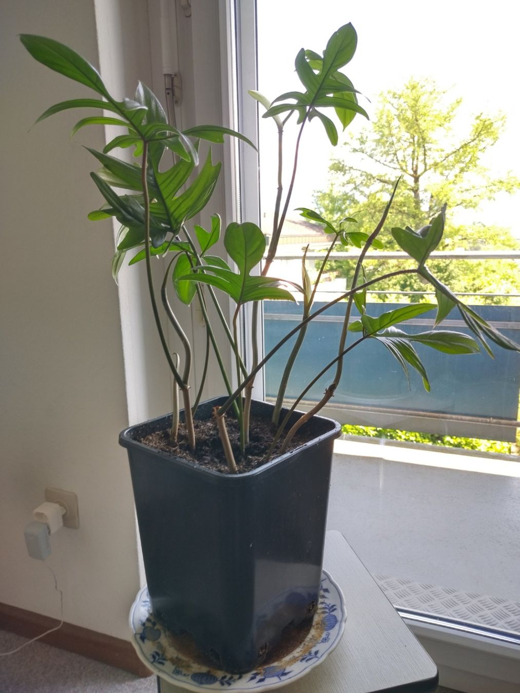 Piante & sementi: Philodendron pedatum – Usato da Jona venduto da Argus36 4