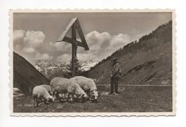 SIMPLON KULM Hirte mit Schafen