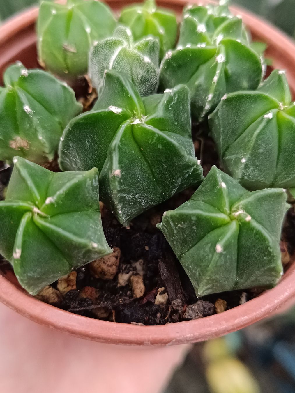 Piante & sementi: Astrophytum myriostigma  – Nuovo (secondo la descrizione) da Pâquier-Montbarry venduto da chr_7dmj 1