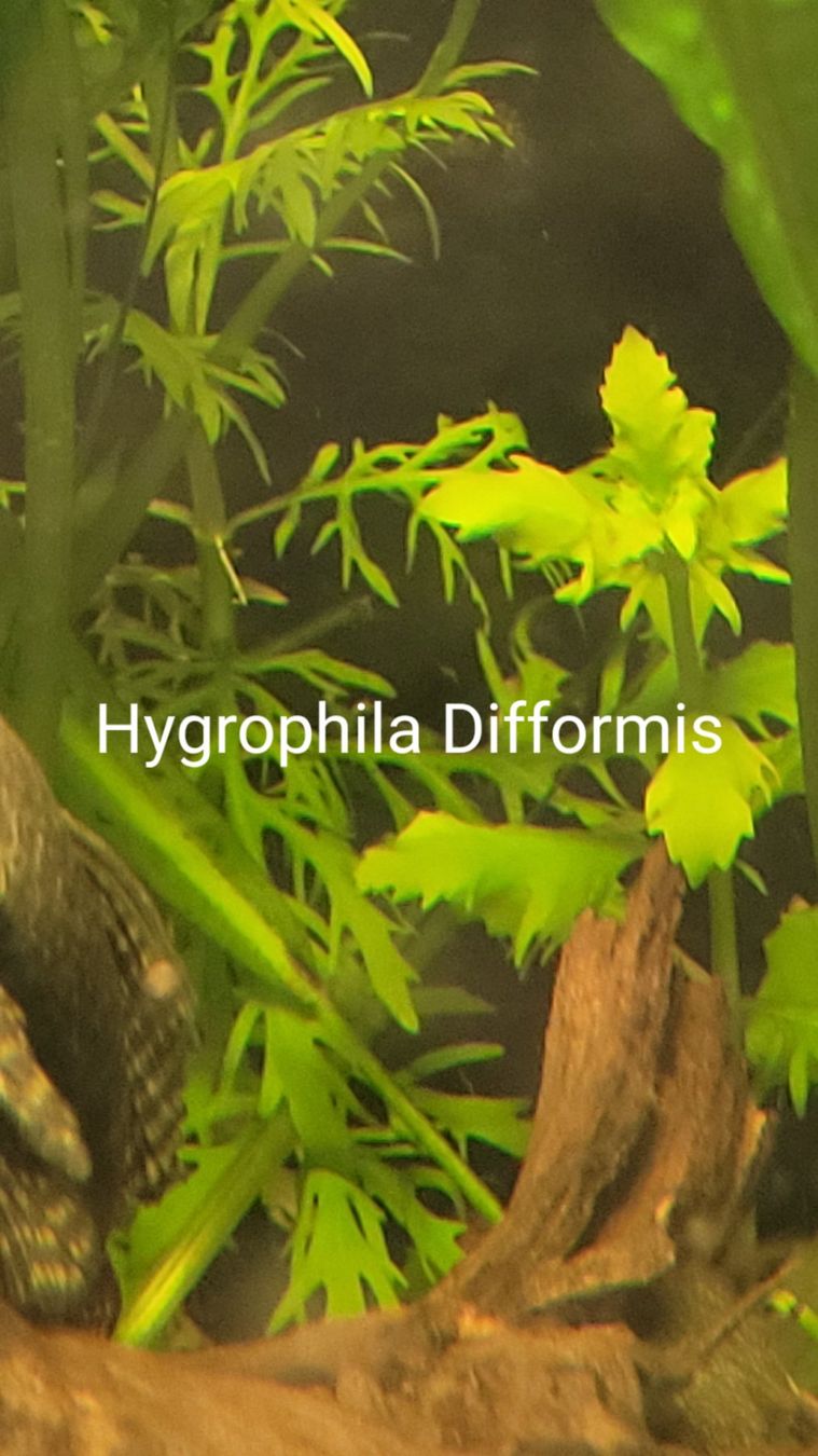 Piante & sementi: Hygrophila difformis – Nuovo e nell'imballaggio originale da Saxon venduto da Sebdem 2