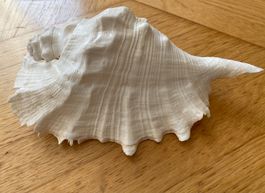 Muschel Muscheln Meeresschnecken Muschlhorn Muschelschalen
