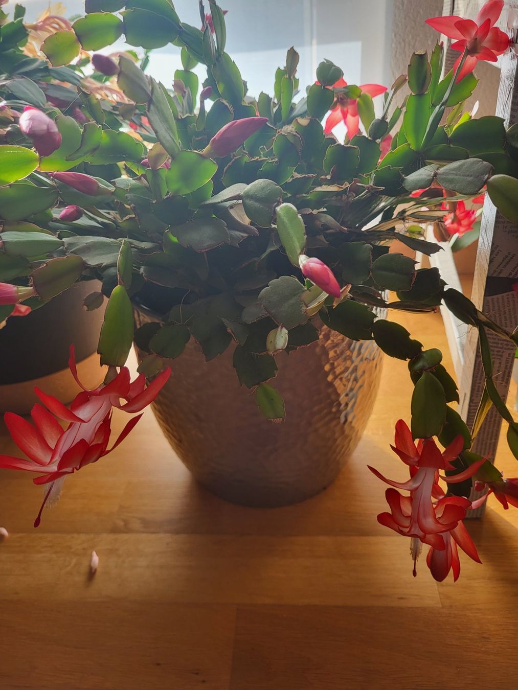 Piante & sementi: Boutures de cactus de Noël – Nuovo (secondo la descrizione) da Ursy venduto da Tchoupitchou 1