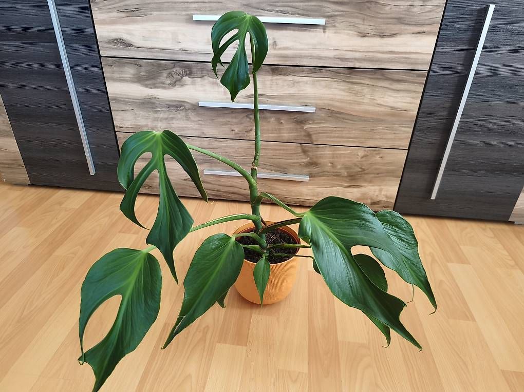 Piante & sementi: Monstera burle marx flame – Usato da Kaisten venduto da lys_zzy8 4
