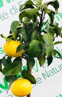 10 Samen TROPISCHER POMELO "CITRUS MAXIMA" (zur Keimung)
