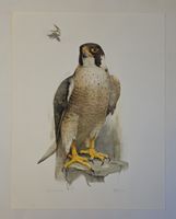 Willy Eugen Bär  Litho. Nr. handsign. Tier-Motiv,  50x40cm