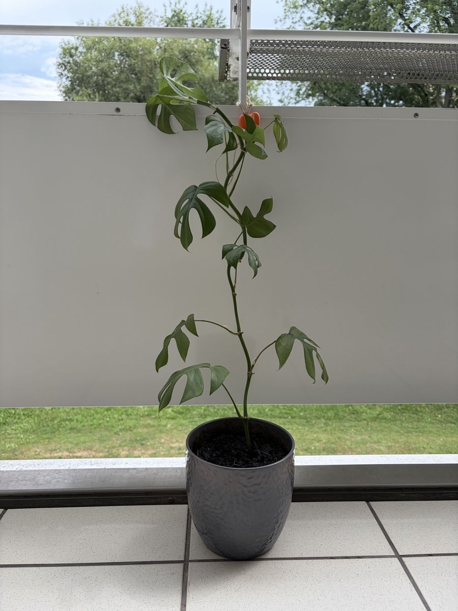 Pflanzen & Samen: Monstera ca. 80 cm – Neu (gemäss Beschreibung) aus Zürich von nat_k 1