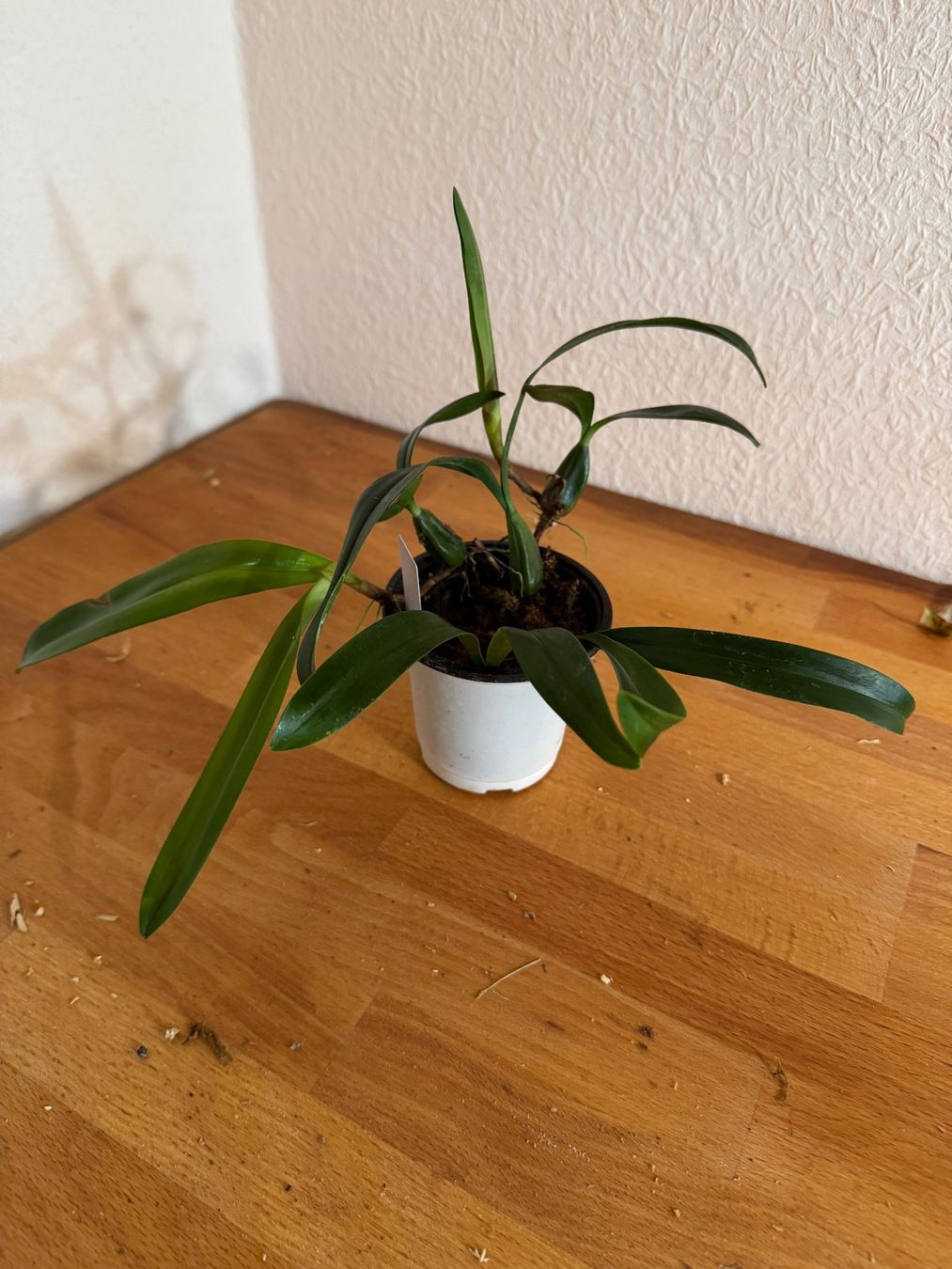 Pflanzen & Samen: Bulbophyllum falcatum – Gebraucht aus Männedorf von mrclst