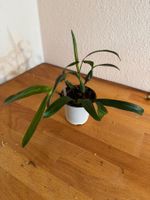 Bulbophyllum falcatum