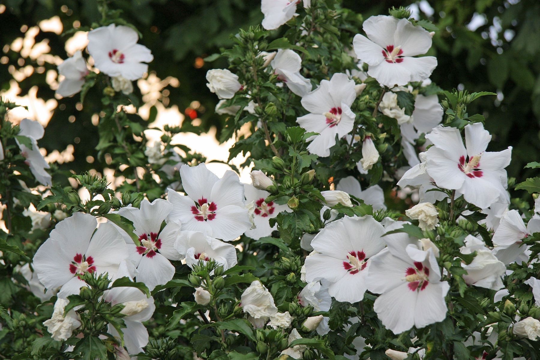 Piante & sementi: HIBISKUS - STRAUCH- GARTEN-EIBISCH WEISS ODER LILA -CA 35 CM – Nuovo (secondo la descrizione) da Buchs AG venduto da fischli610 1