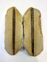 Versteinerte Pflanze Fossil SCHILF GRAS MAZON CREEK USA
