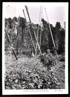 Fotografie Strasbourg, Culture du Houblo
