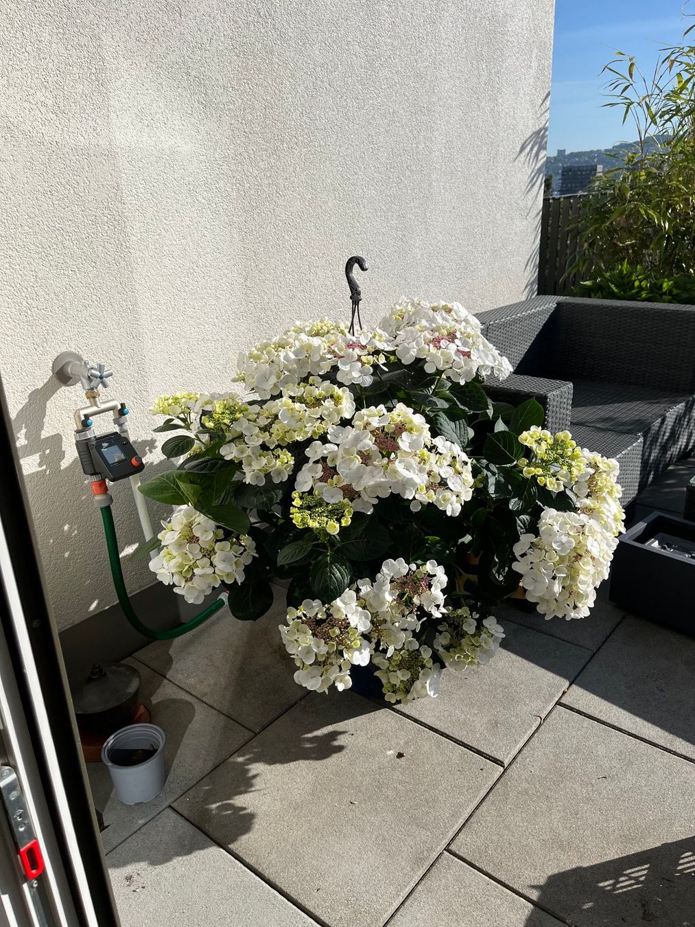 Pflanzen & Samen: Hortensie / Tellerhortensie – Gebraucht aus Zürich von Wasserwandler 2