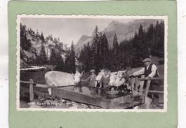 Au col de Pillon Kühe 1949