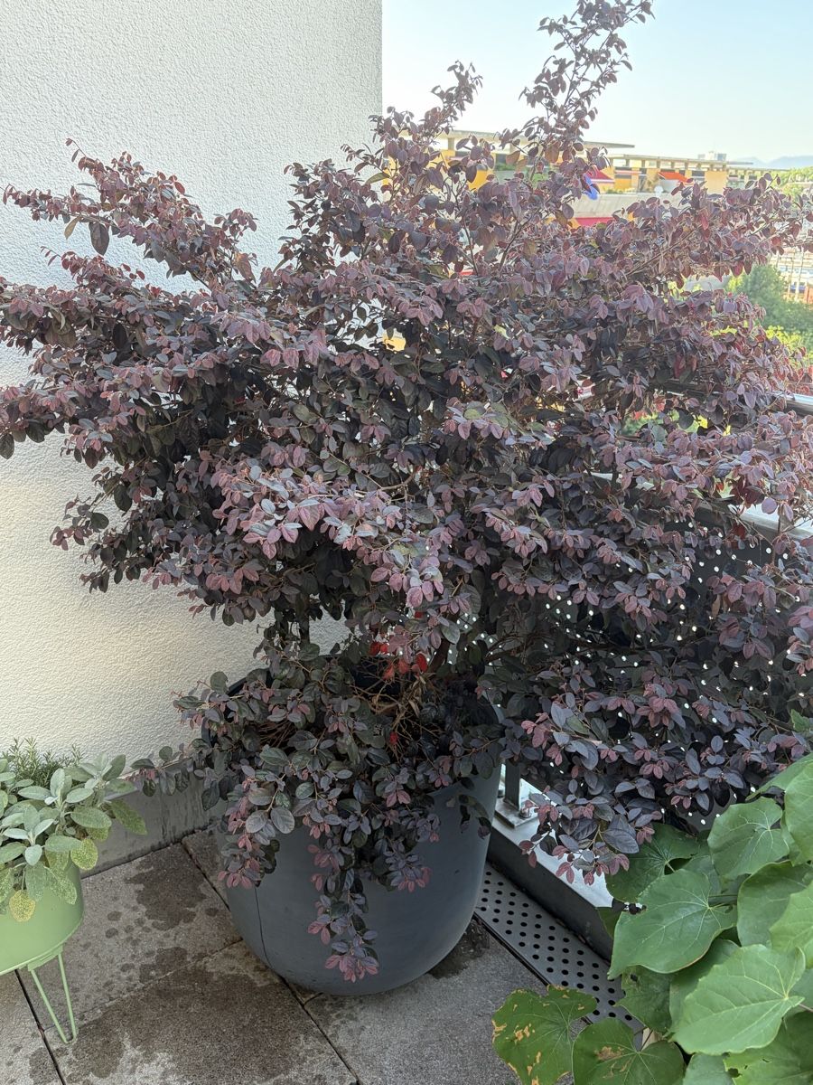 Plantes & graines: Plum tree, cherry tree , maple, lavander – D'occasion à Zürich par sal_rx2q 2