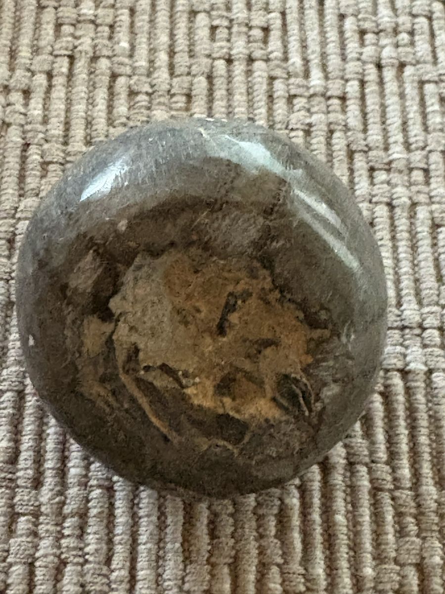 Fossilien: Seestern versteinert und poliert – Gebraucht aus Rümlang von euqinom16 2