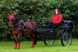 Neuer Sulky Gig Kutsche für grosse Ponys, Haflinger, Tinker