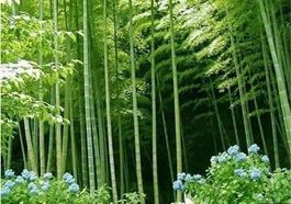 Bambou Géant Moso (phyllostachys P.) 35g