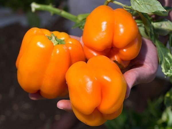 Piante & sementi: 30 Samen Paprika REWIA Orange – Nuovo (secondo la descrizione) da Ehrendingen venduto da VerveinaSamen 5