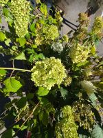 Hydrangea / Hortensien – ganze Palette – Pink & Weiss