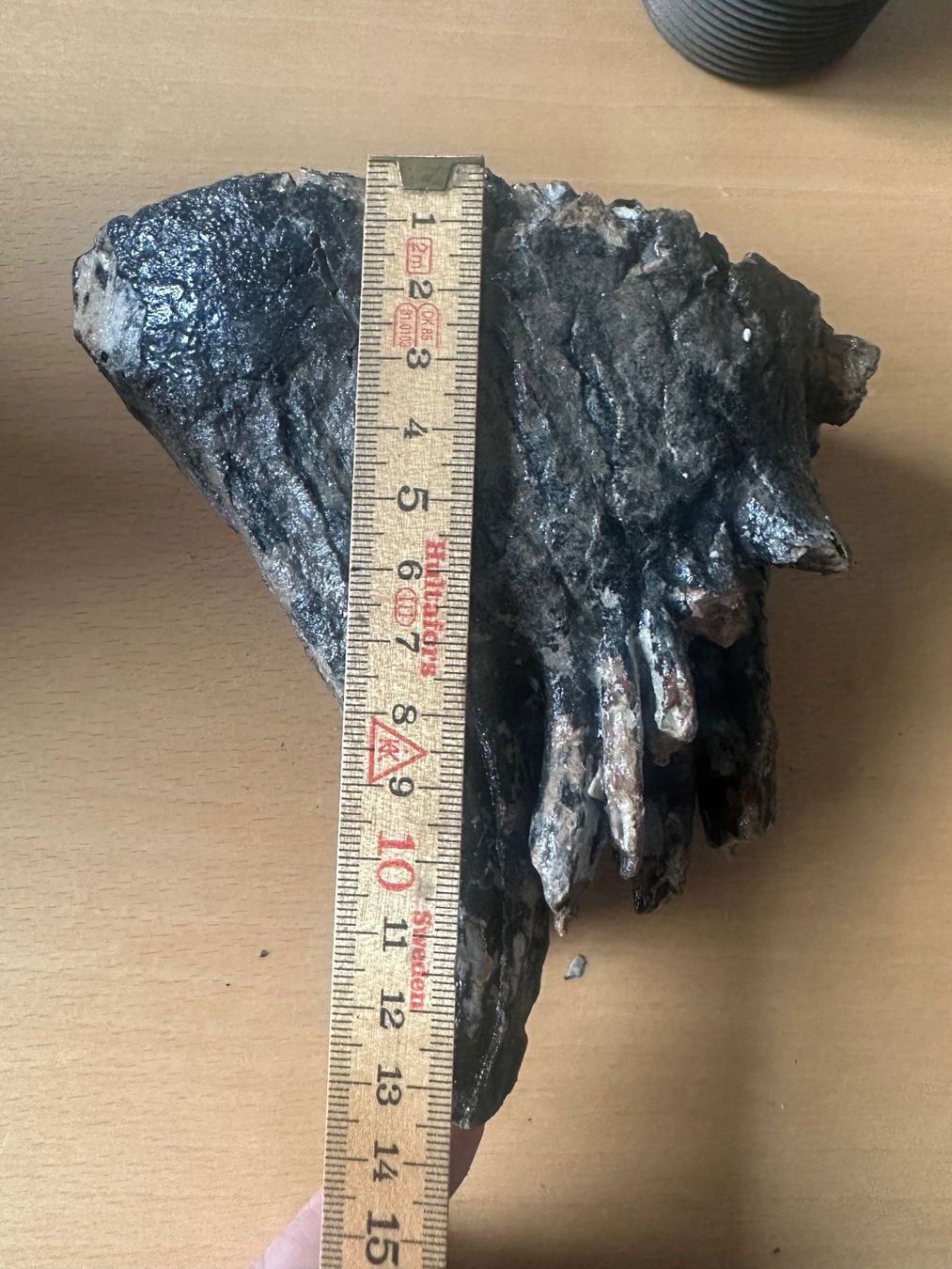 Fossili: Mammutzahn – Usato da Bussnang venduto da Tatzfatz 1