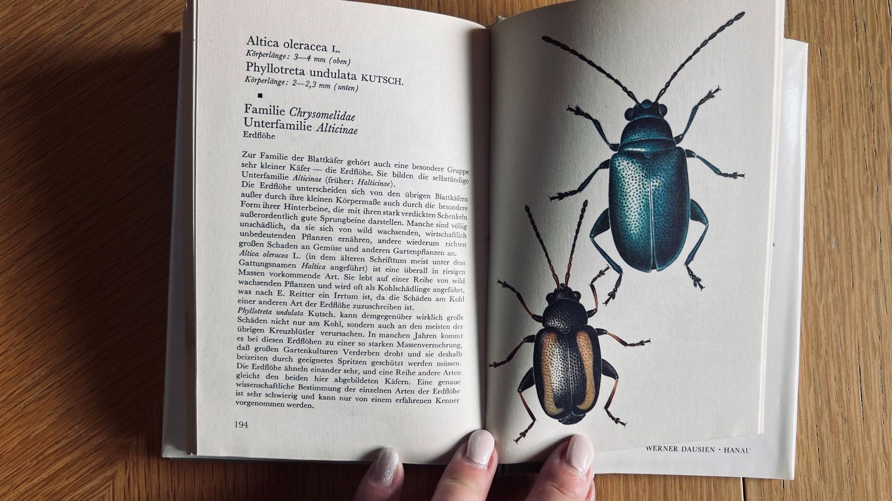 Libri: Taschenatlas der Käfer von Dausien, 1978 – Usato da Schübelbach venduto da Dolly990_2 7