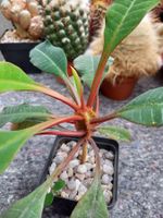 Sukkulente: Euphorbia leuconeura / Spuckpalme