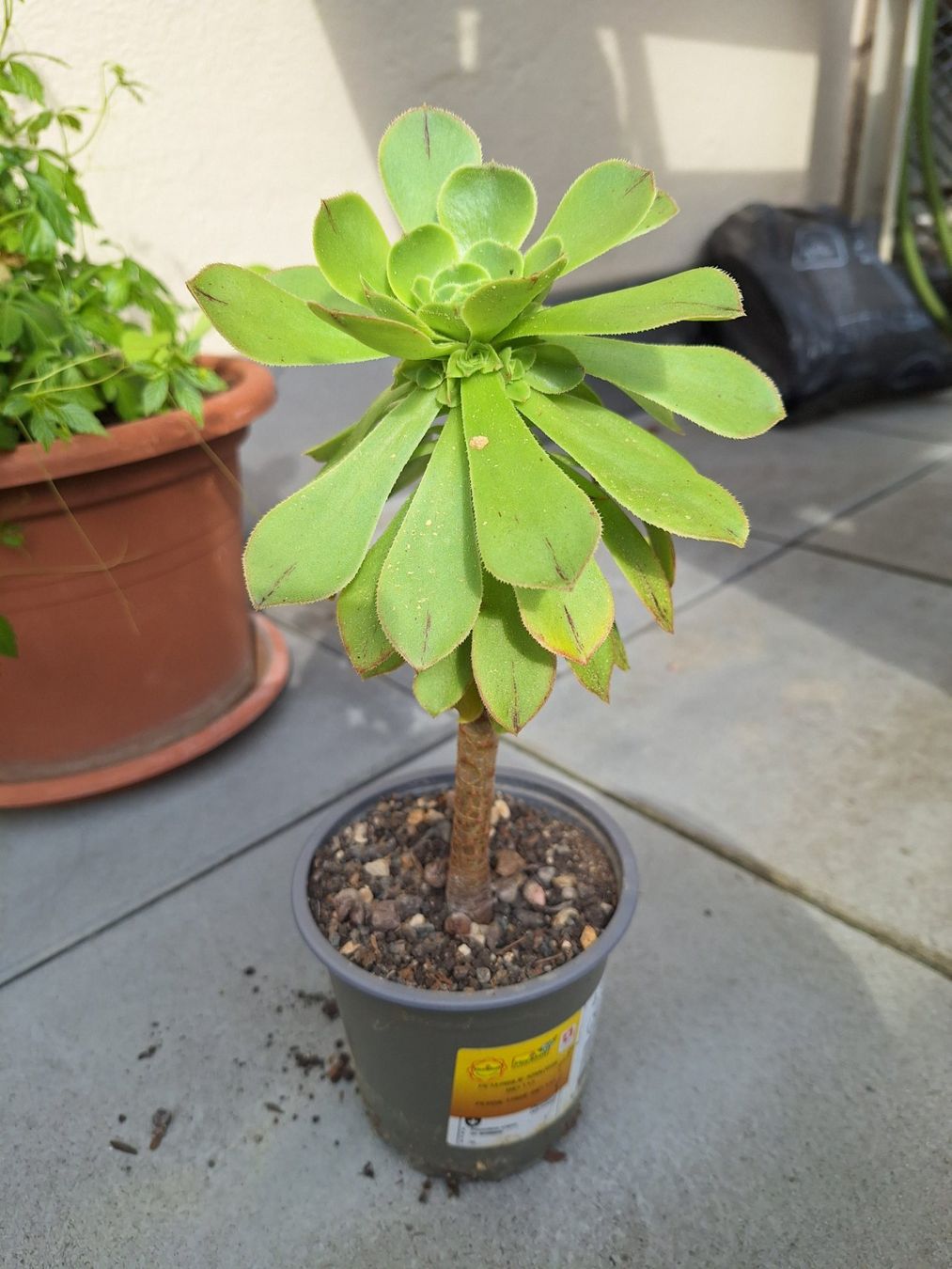 Piante & sementi: Sukkulente Aeonium arboreum – Usato da Luzern venduto da Heugaerten