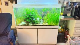 Eheim Weissglas Aquarium 550 Lt/2 Doser/Kühler/Steuerung+...