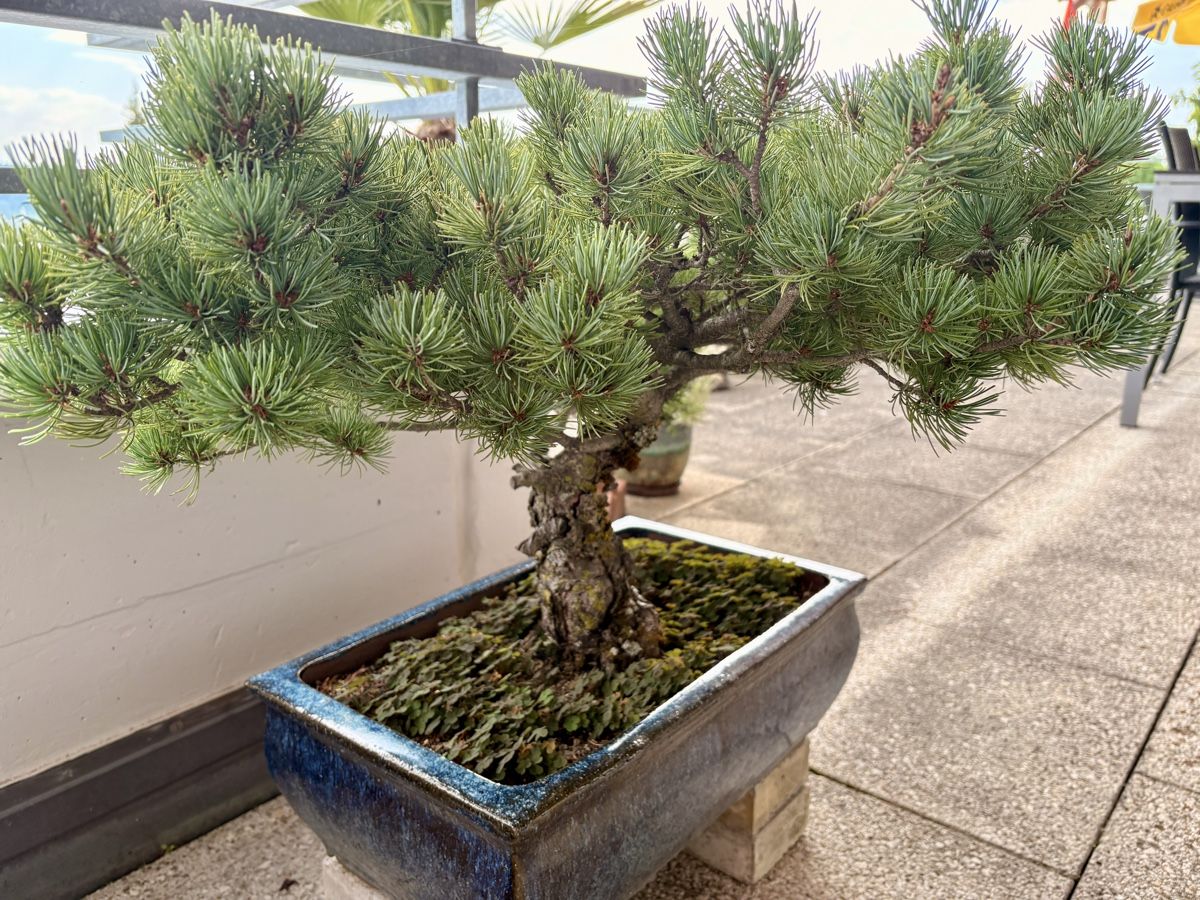 Pflanzen & Samen: Bonsai Kiefer – Gebraucht aus Oberengstringen von Bfzsmr 1