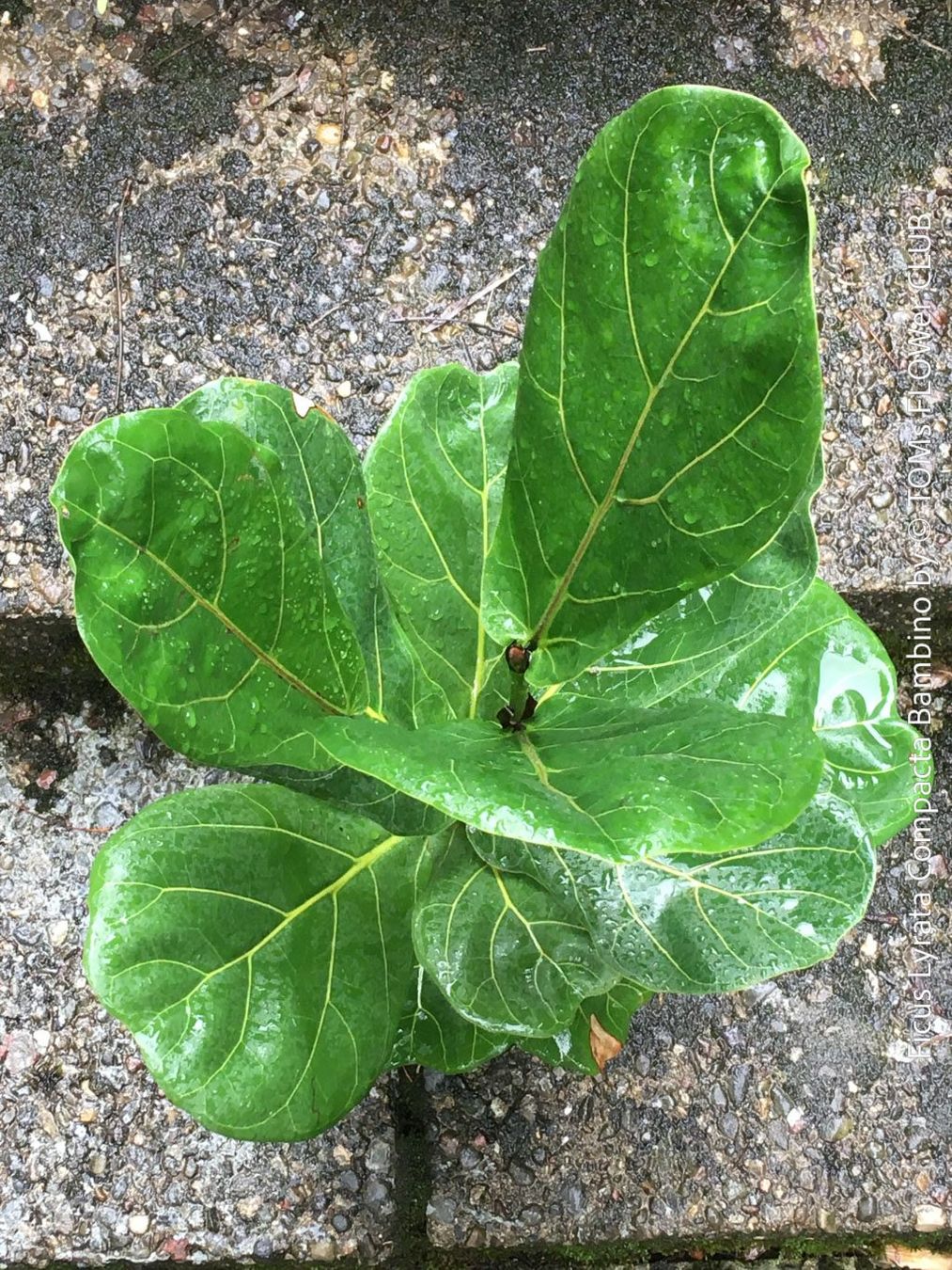 Plantes & graines: Ficus Lyrata Compacta Bambino - stylisches 120cm Bäumchen – Neuf avec emballage d'origine à Adliswil par astom369 7