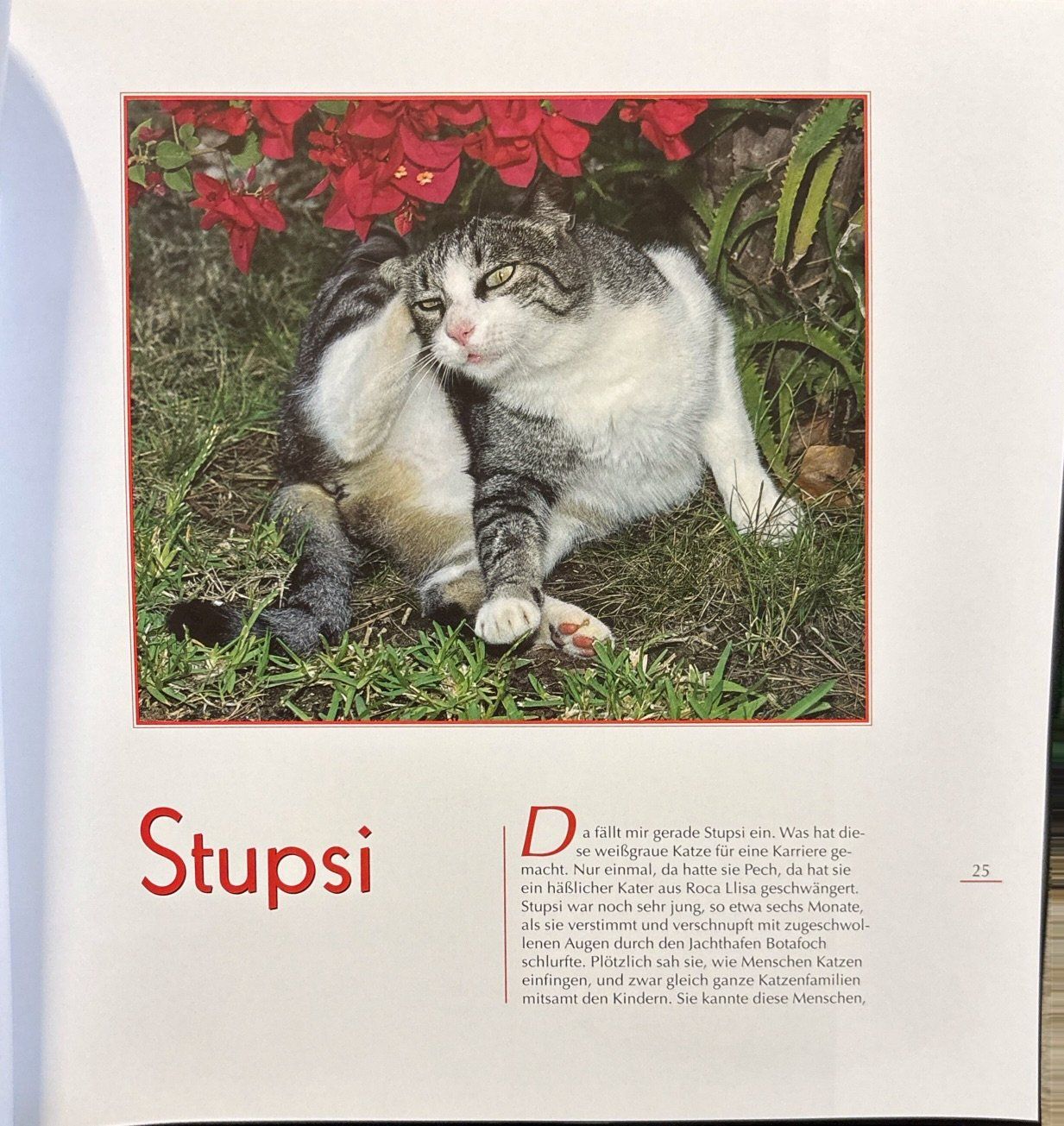 Libri: Kater Isidor und seine Katzen – Nuovo (secondo la descrizione) da Sarnen venduto da Livres 6