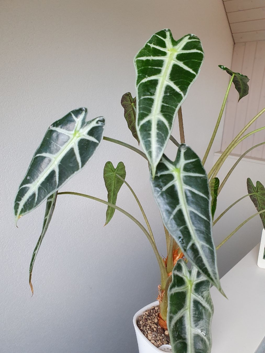 Pflanzen & Samen: Alocasia Bambino – Gebraucht aus Erlinsbach SO von Lea030 2