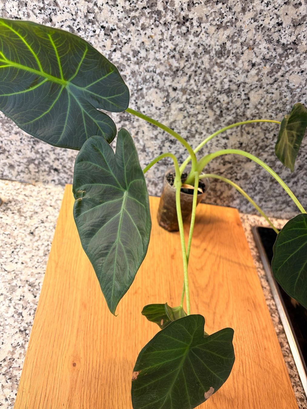 Piante & sementi: Alocasia Regal Shield – Usato da Kaiseraugst venduto da dka_b97z 2