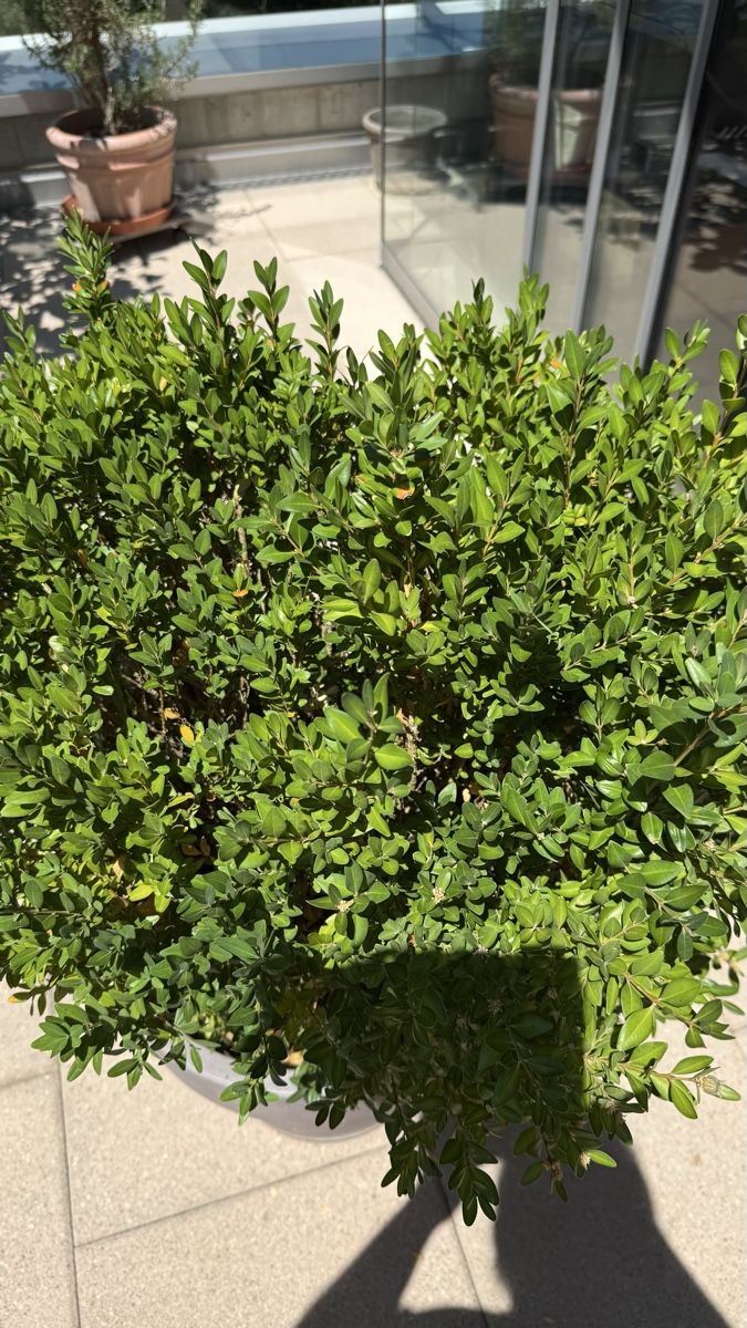 Plantes & graines: Buxus – D'occasion à Stettlen par Ragnaud 3