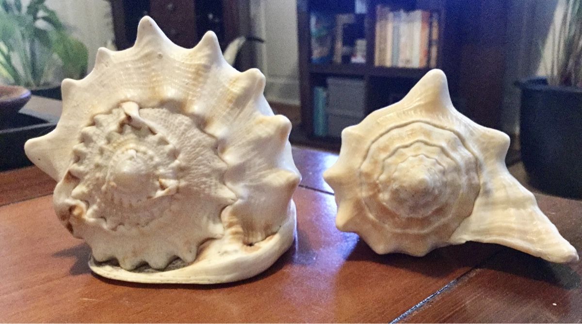 Fossilien: Muscheln – Gebraucht aus Schlieren von Jeajet 1
