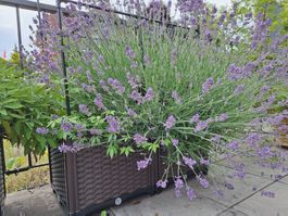 Riesen Lavendel (Lavandula angustifolia) in Pflanzkiste