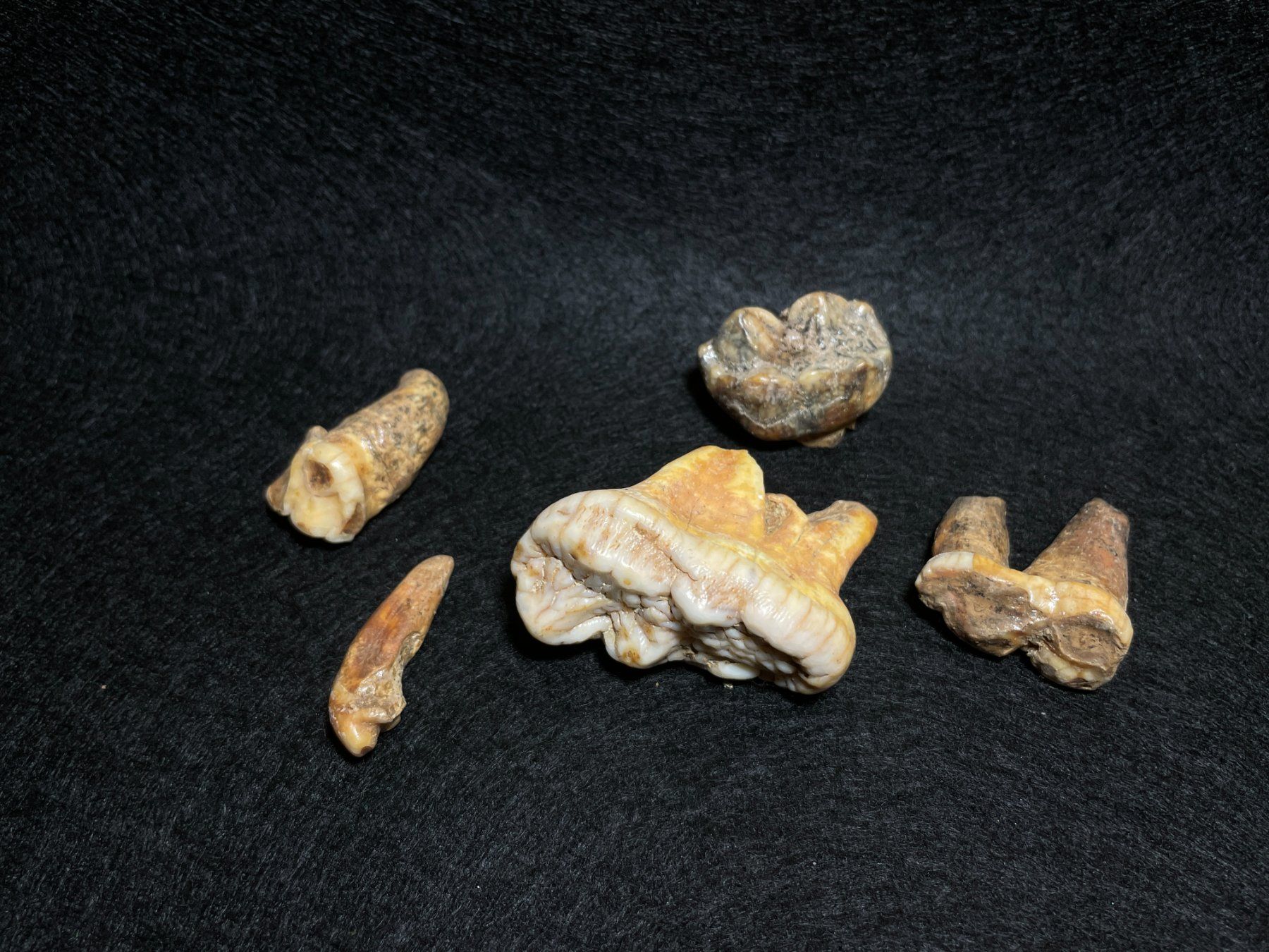 Fossili: Ours des cavernes, ensemble de dents. – Nuovo (secondo la descrizione) da Cernier venduto da Tashi_Delek