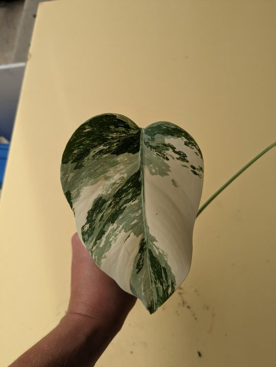 Monstera Deliciosa Variegata Samen