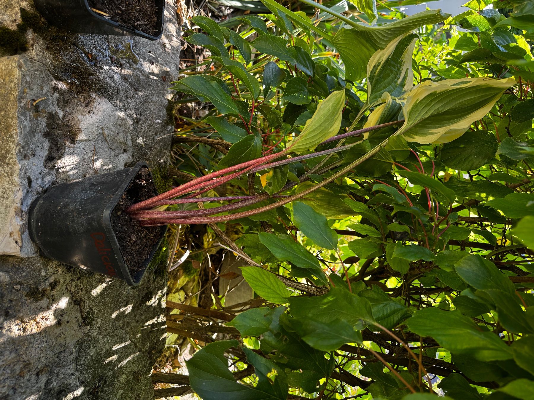 Pflanzen & Samen: Hosta delicious – Gebraucht aus Lajoux JU von Briard0 1